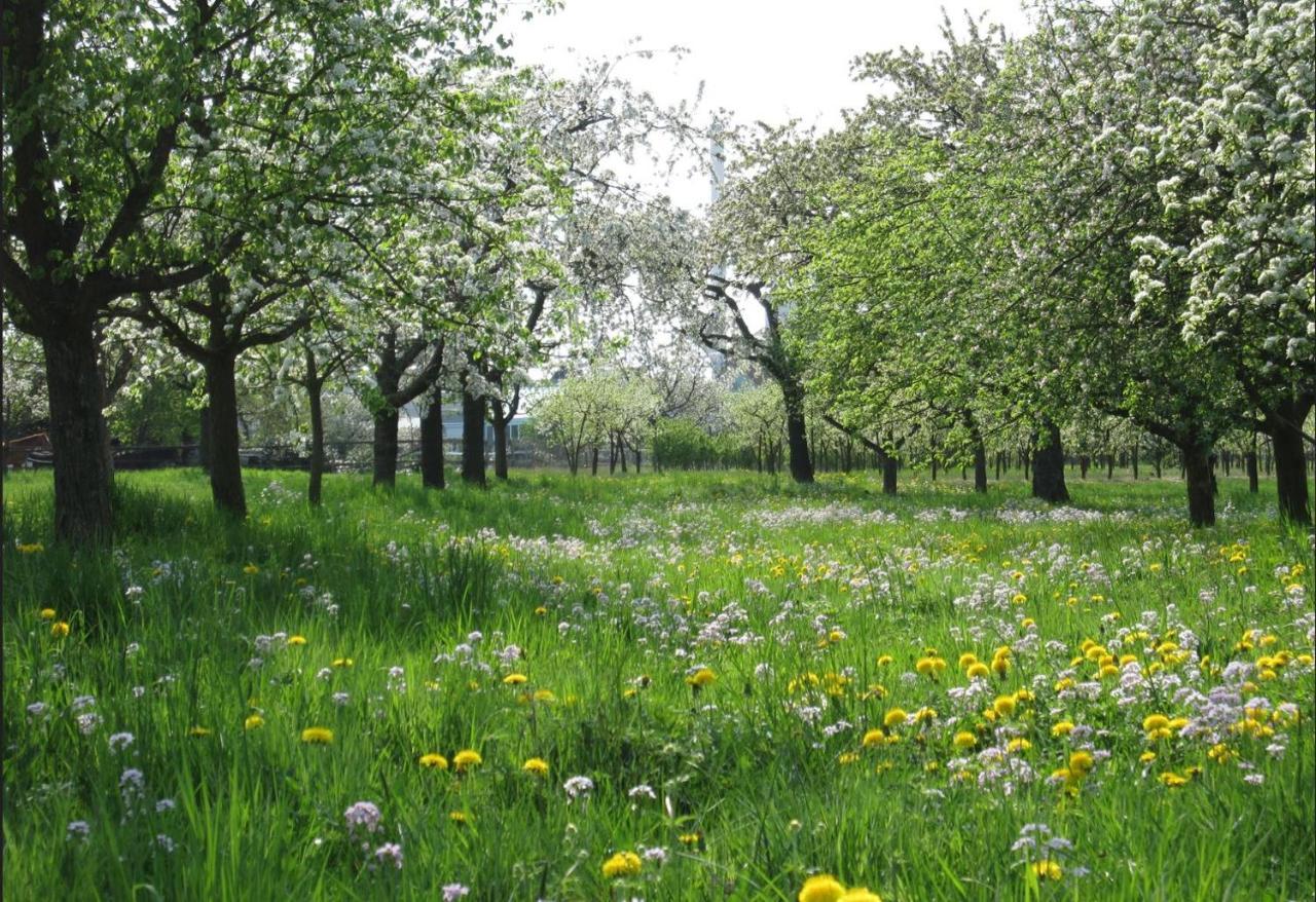 Ferienwohnung Zwischen Rhein Und Schwarzwald Bischweier Ngoại thất bức ảnh